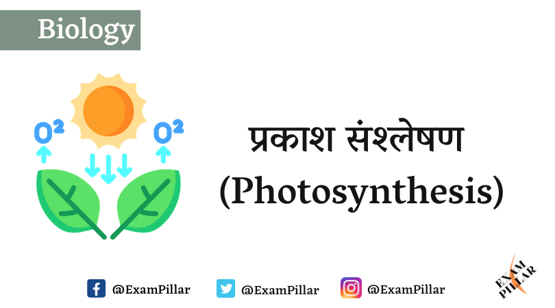 Photosynthesis