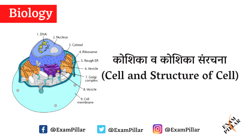 Cell and Structure of Cell