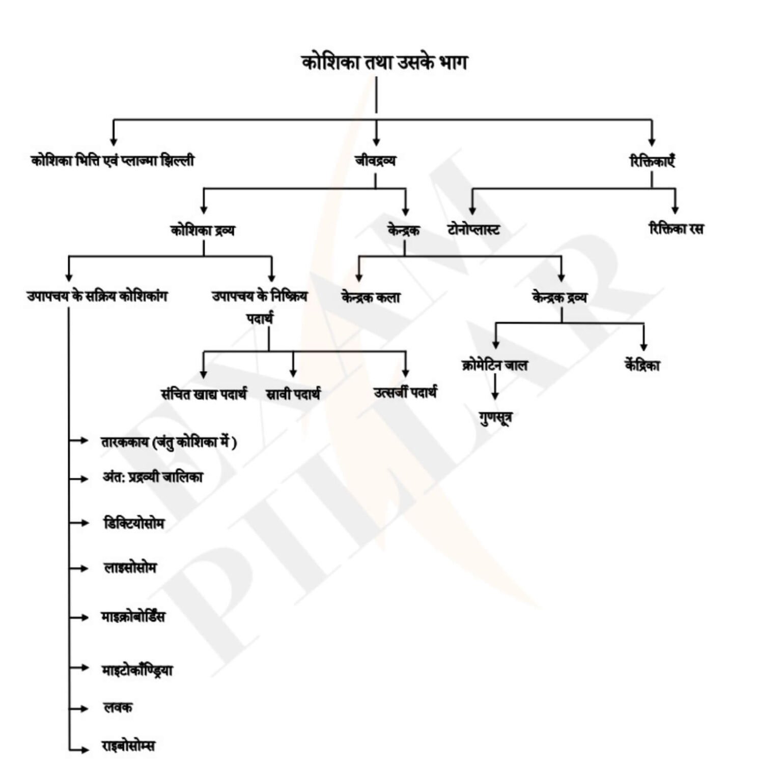 कोशिका (Cell) | TheExamPillar