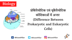 Difference Between Prokaryotic and Eukaryotic Cells