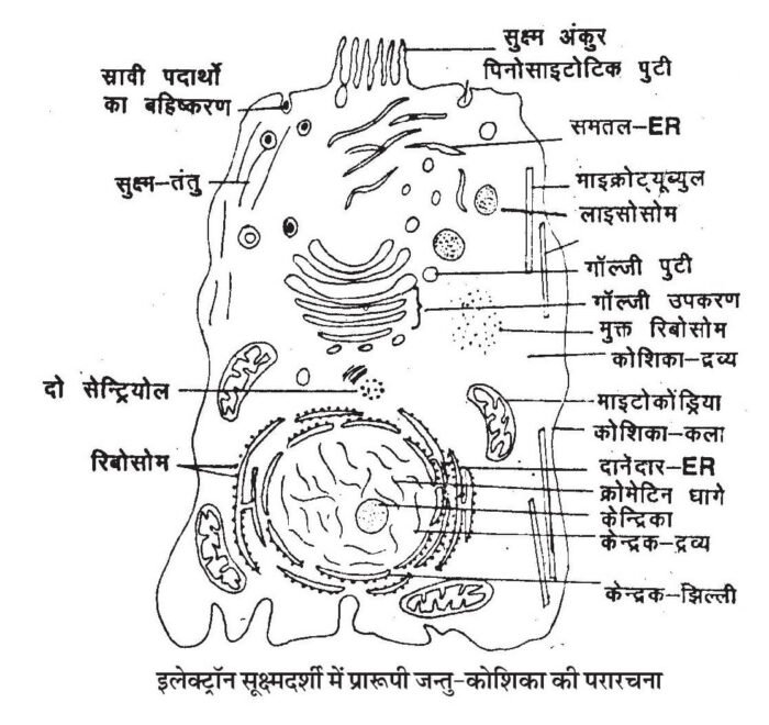 Ultrastructure of Animal & Plant Cells