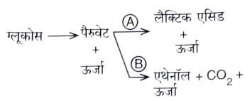 UKSSSC Forest SI Exam 2025 (Answer Key)